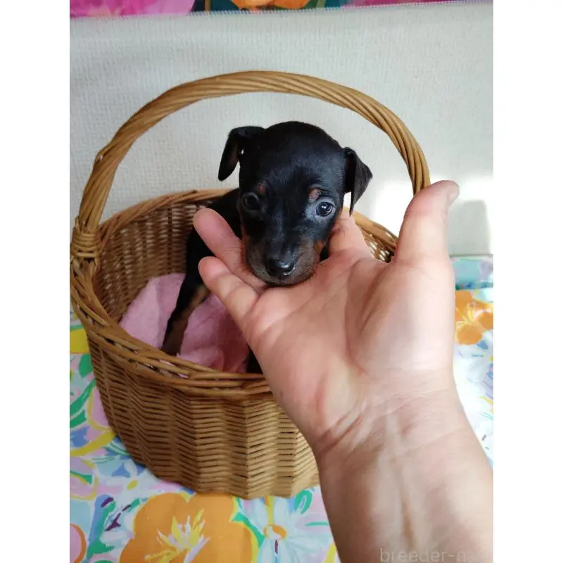 販売中の大阪府のミニチュアピンシャー(ミニピン)-451046の2枚目