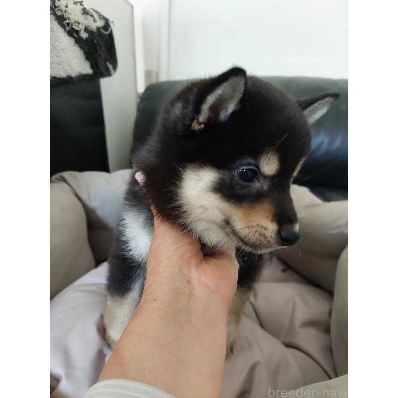 販売中の高知県の豆柴-440649の2枚目