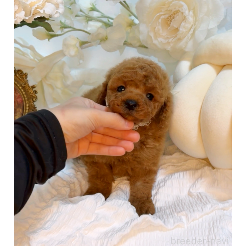 成約済の大阪府のタイニープードル-446520の3枚目