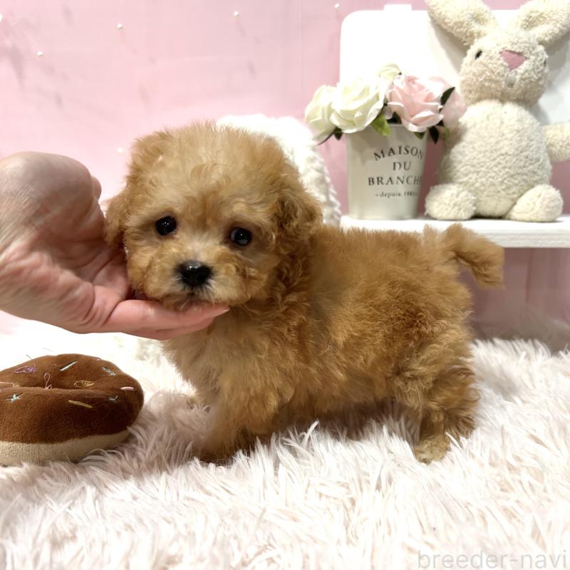 販売中の栃木県のトイプードル-450252