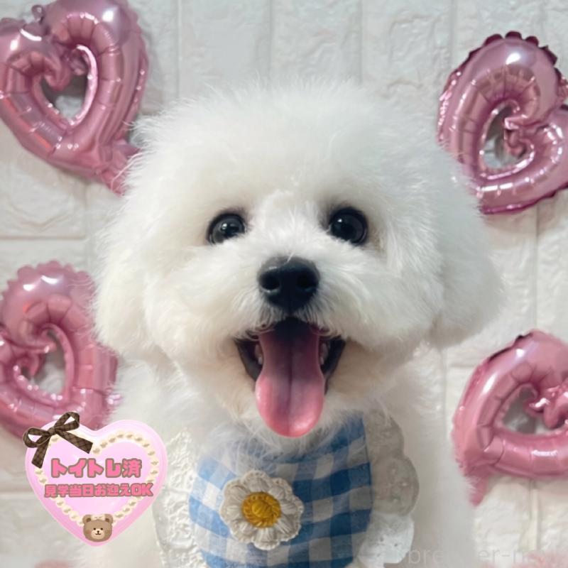 販売中の茨城県のビションフリーゼ-428281