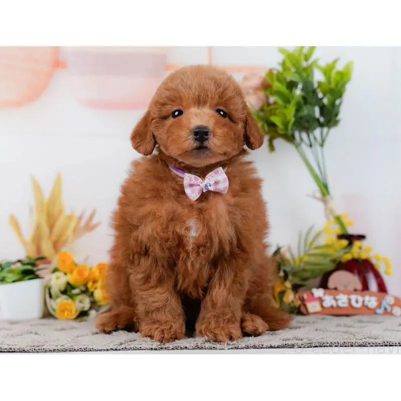 販売中の神奈川県のトイプードル-452718の16枚目