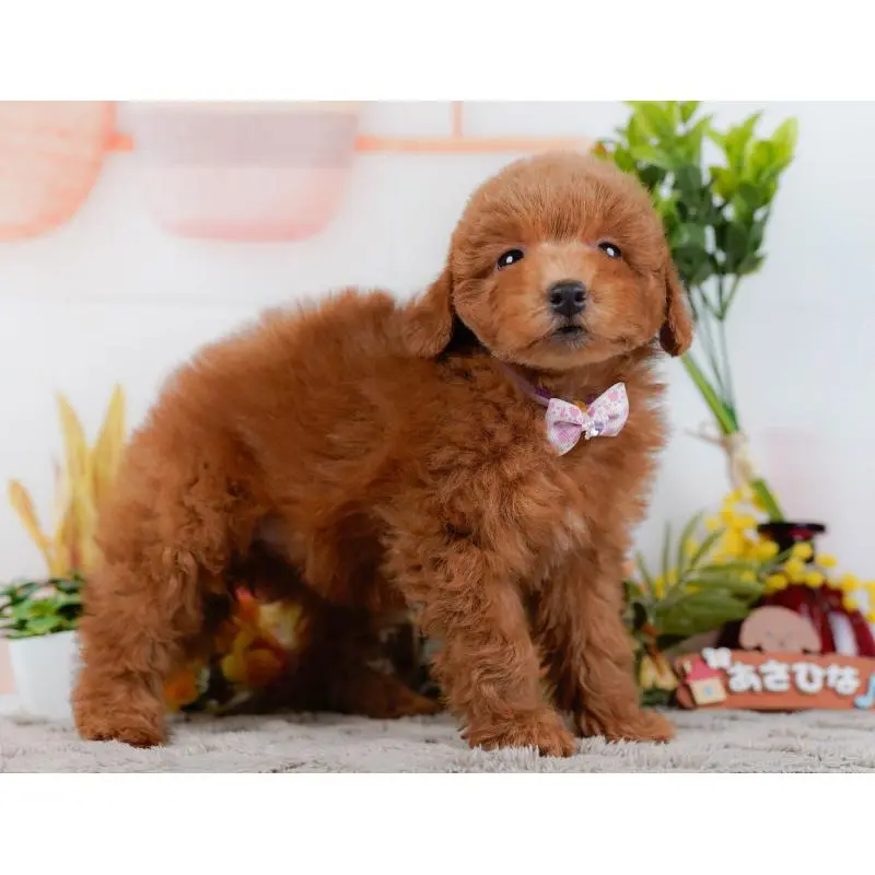 販売中の神奈川県のトイプードル-452718の14枚目