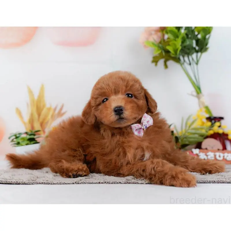 販売中の神奈川県のトイプードル-452718の12枚目