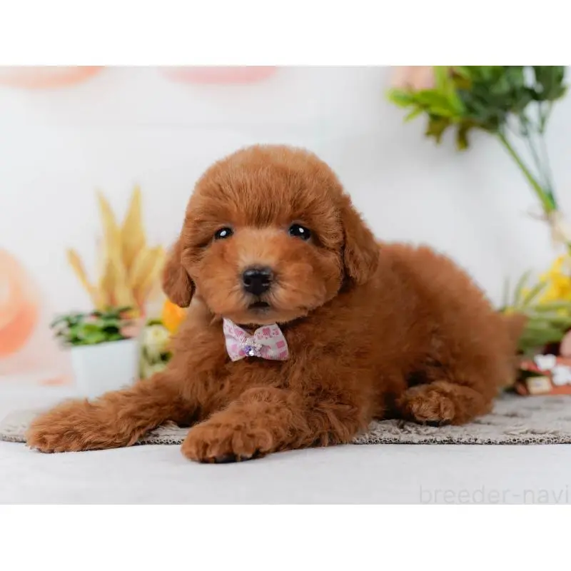 販売中の神奈川県のトイプードル-452718の9枚目