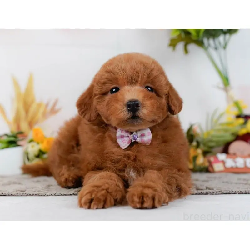 販売中の神奈川県のトイプードル-452718の8枚目