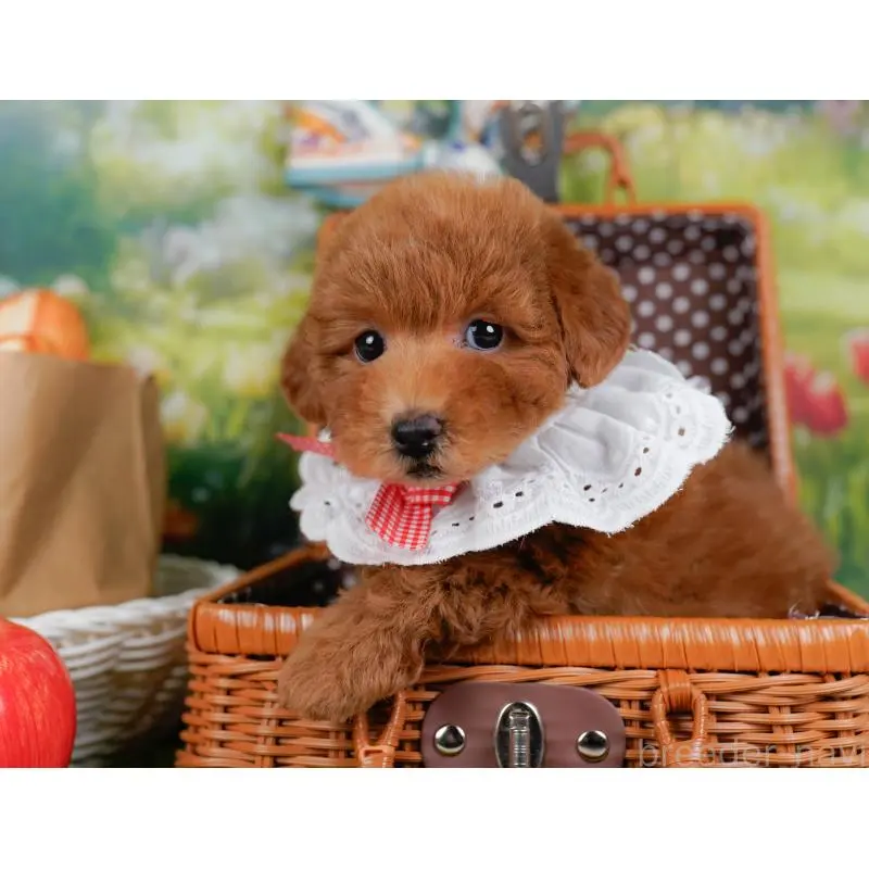 販売中の神奈川県のトイプードル-452718の7枚目