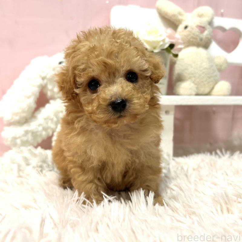 販売中の栃木県のトイプードル-450253