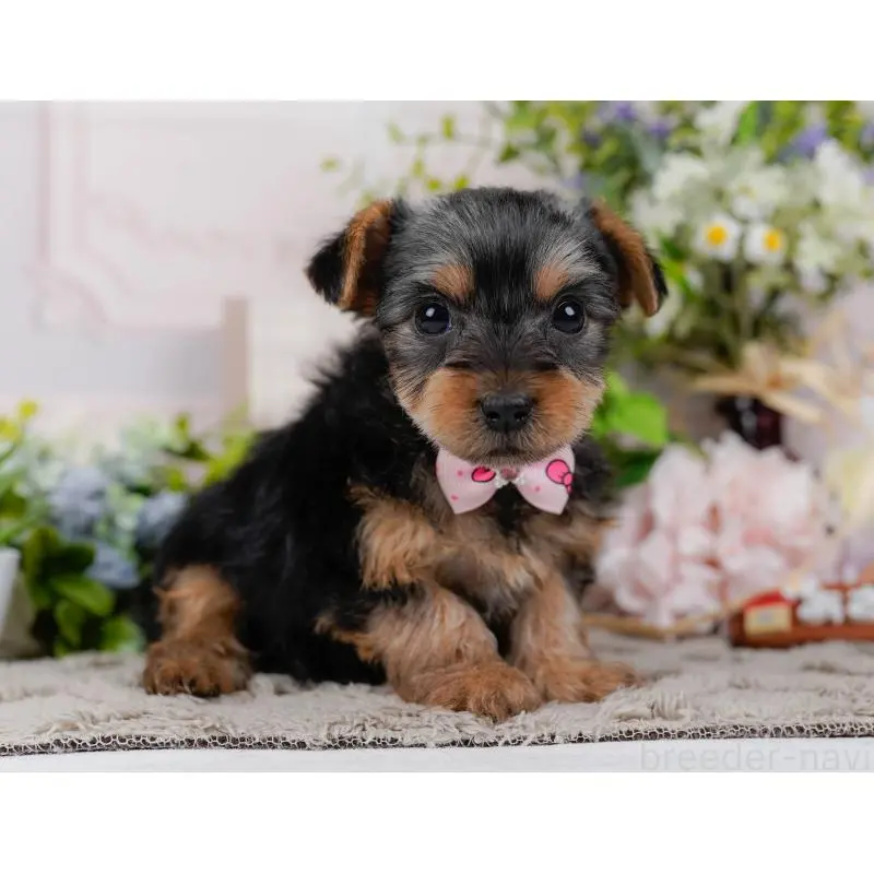 販売中の神奈川県のヨークシャーテリア-451226の13枚目