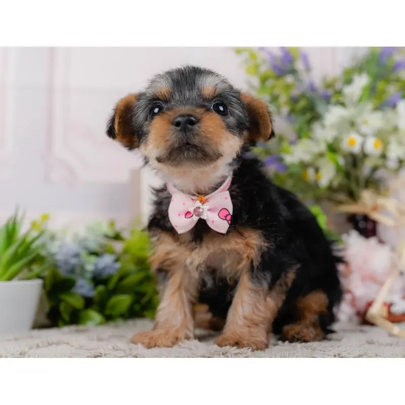 販売中の神奈川県のヨークシャーテリア-451226の12枚目