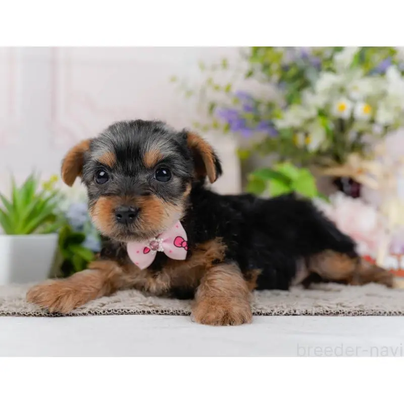 販売中の神奈川県のヨークシャーテリア-451226の11枚目