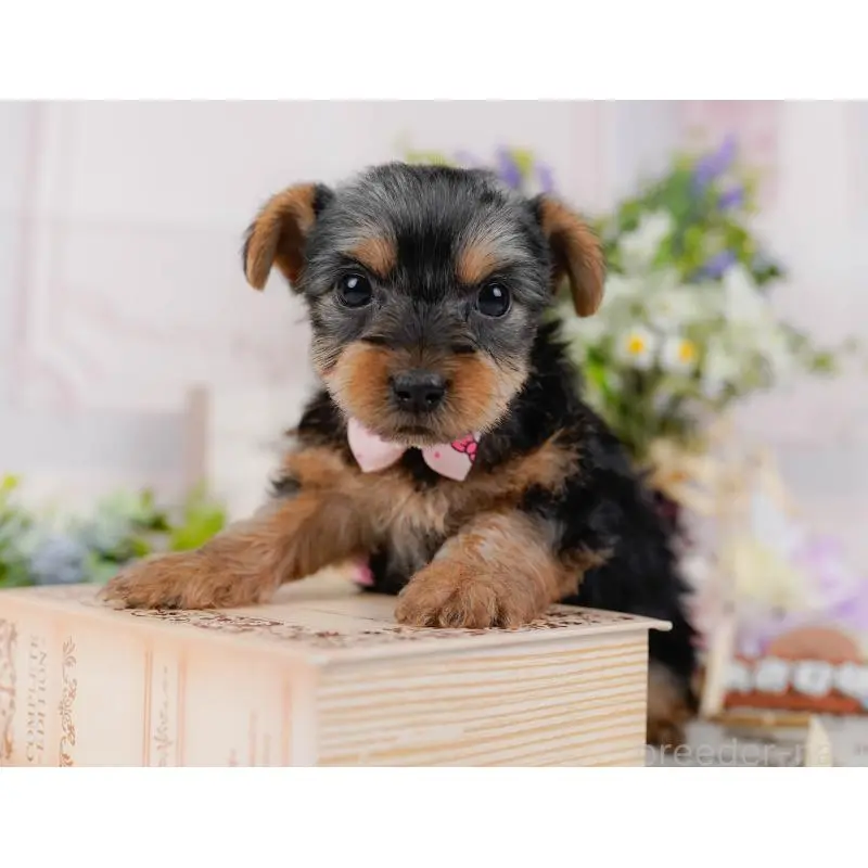 販売中の神奈川県のヨークシャーテリア-451226の10枚目