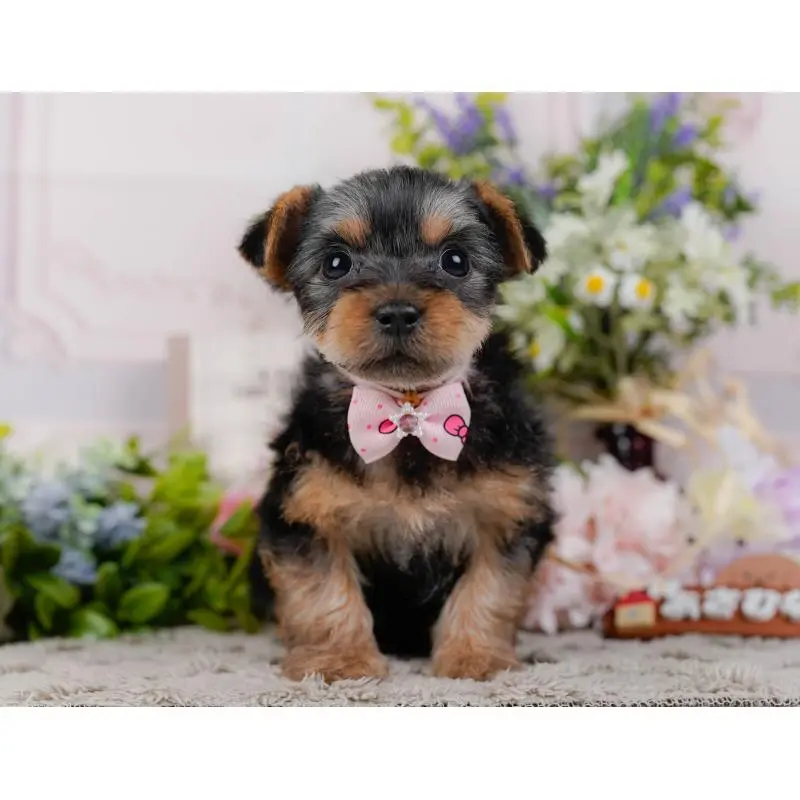 販売中の神奈川県のヨークシャーテリア-451226の8枚目