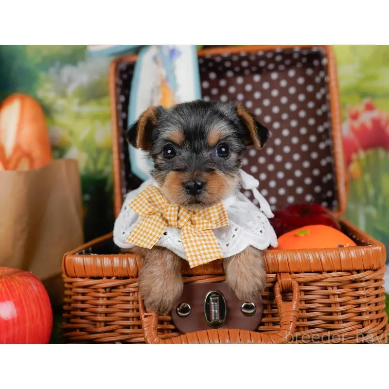 販売中の神奈川県のヨークシャーテリア-451226の7枚目