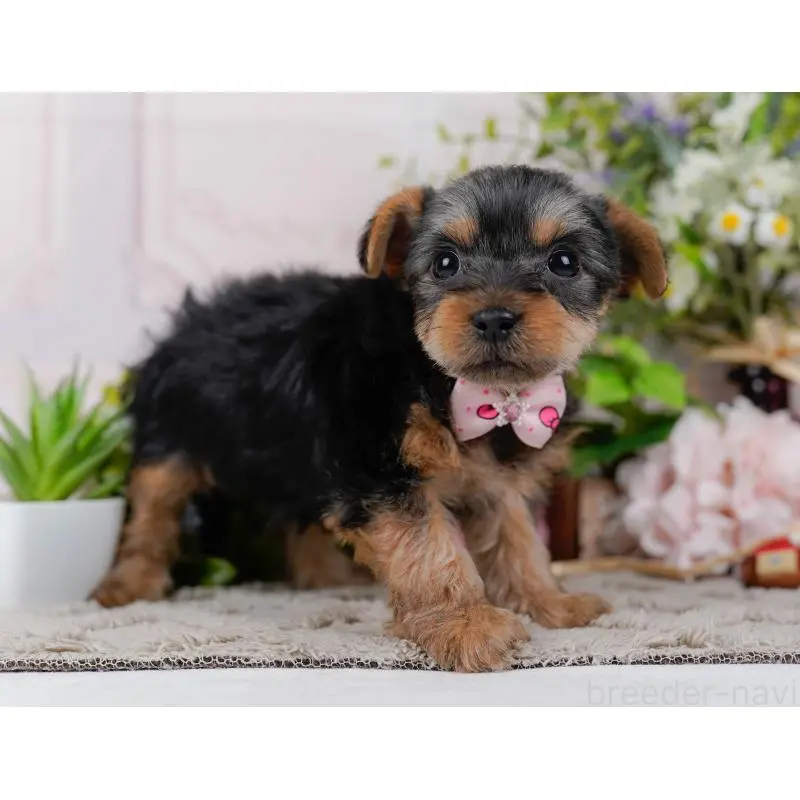 販売中の神奈川県のヨークシャーテリア-451226の6枚目