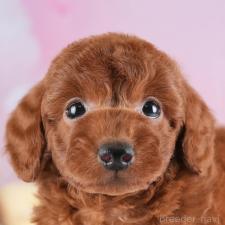 ♀︎トイプードル