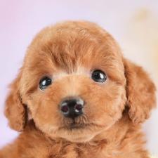 ♀︎トイプードル