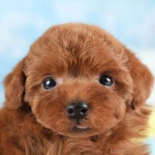 ♀︎トイプードル