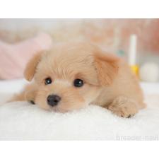 ♀︎ポメプー:ポメラニアン×トイプードル