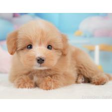 ♀︎ポメプー:ポメラニアン×トイプードル