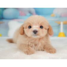 ♀︎ポメプー:ポメラニアン×トイプードル