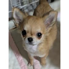 ♀︎チワワ(ロングコート)