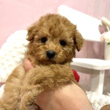 ♀︎トイプードル