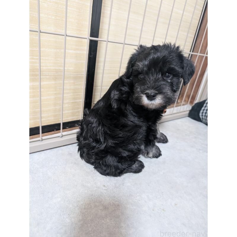 販売中の長崎県のミニチュアシュナウザー-448988の15枚目