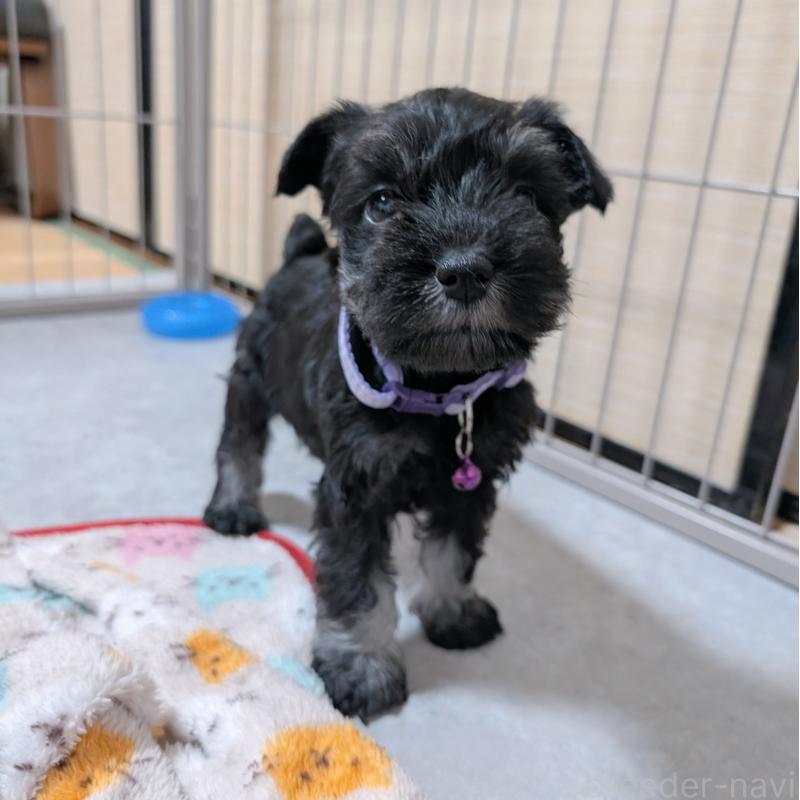 販売中の長崎県のミニチュアシュナウザー-448988の13枚目