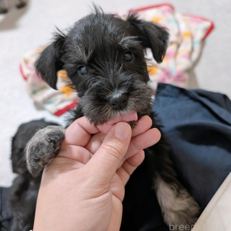 販売中の長崎県のミニチュアシュナウザー-448986の13枚目