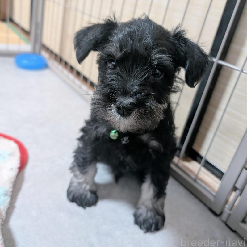販売中の長崎県のミニチュアシュナウザー-448986の12枚目