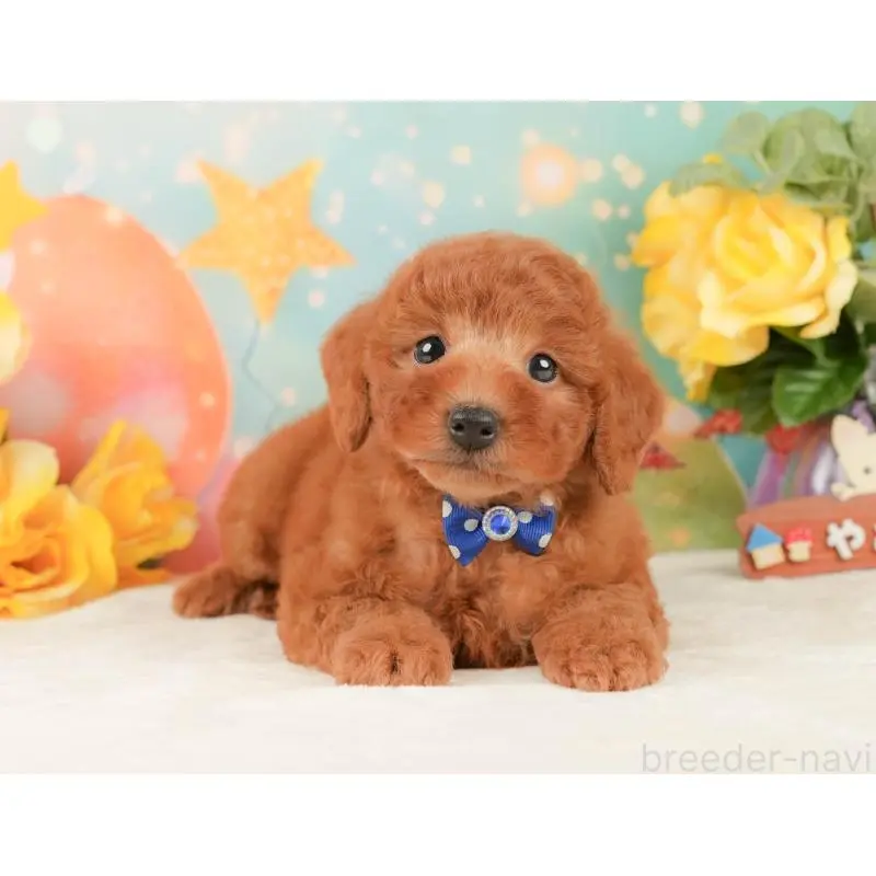 販売中の静岡県のトイプードル-452501の11枚目