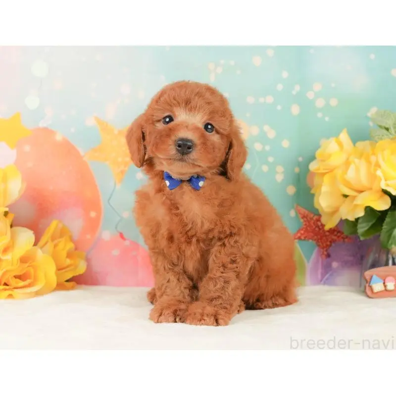 販売中の静岡県のトイプードル-452501の10枚目