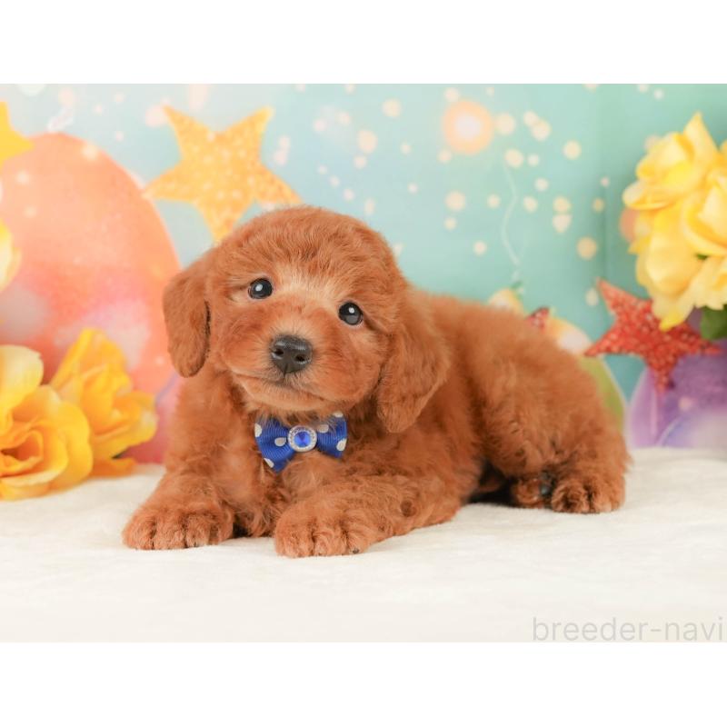 販売中の静岡県のトイプードル-452501の9枚目