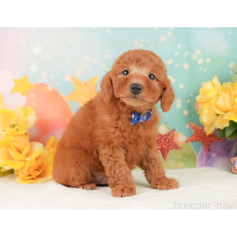 販売中の静岡県のトイプードル-452501の7枚目