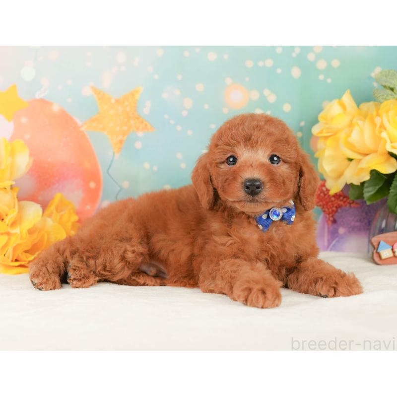 販売中の静岡県のトイプードル-452501の6枚目