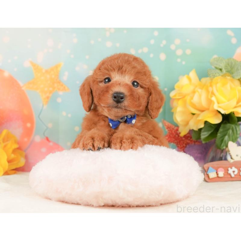 販売中の静岡県のトイプードル-452501の5枚目