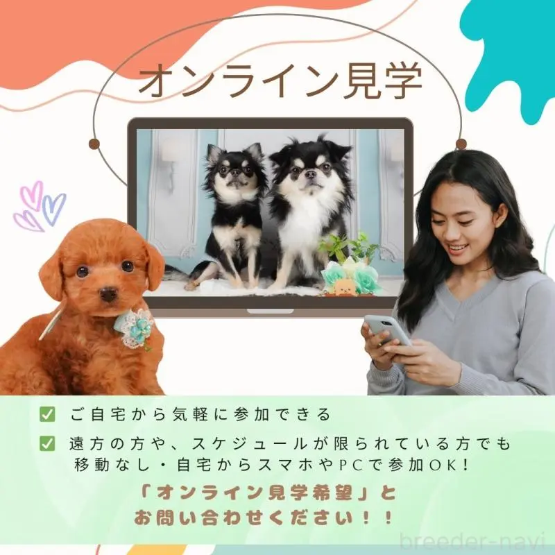 販売中の静岡県のトイプードル-452502の20枚目