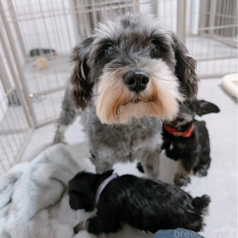 ヨルちゃん3枚目