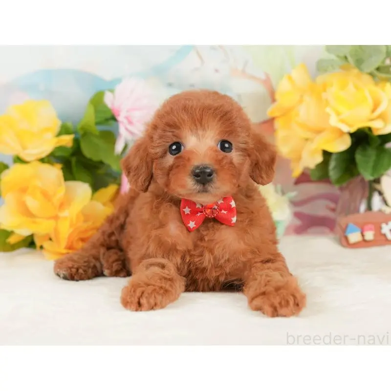 販売中の静岡県のトイプードル-452502の12枚目