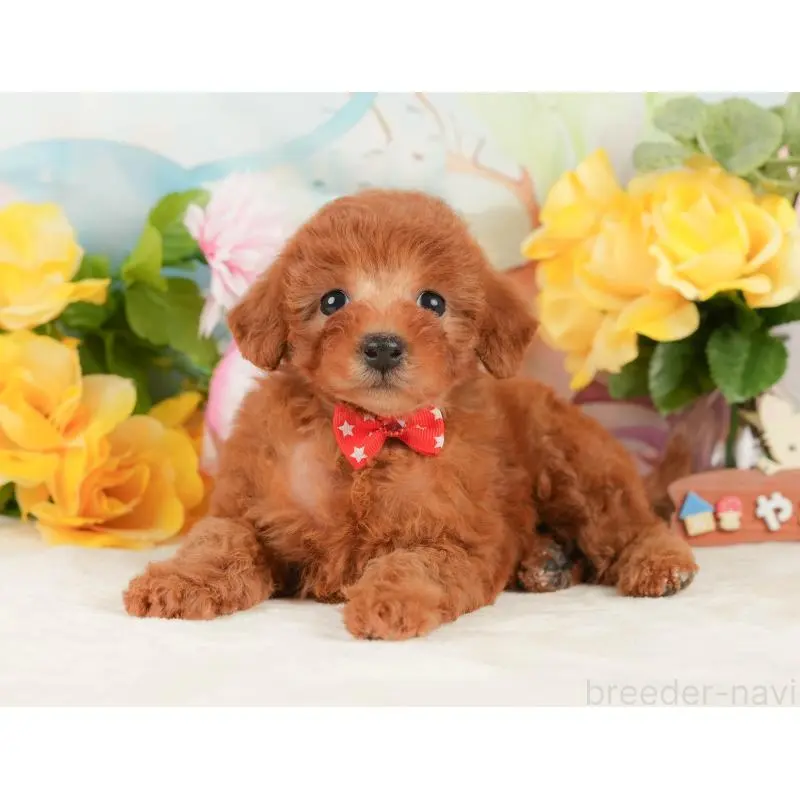 販売中の静岡県のトイプードル-452502の10枚目