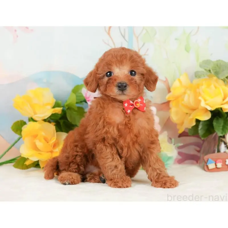 販売中の静岡県のトイプードル-452502の9枚目