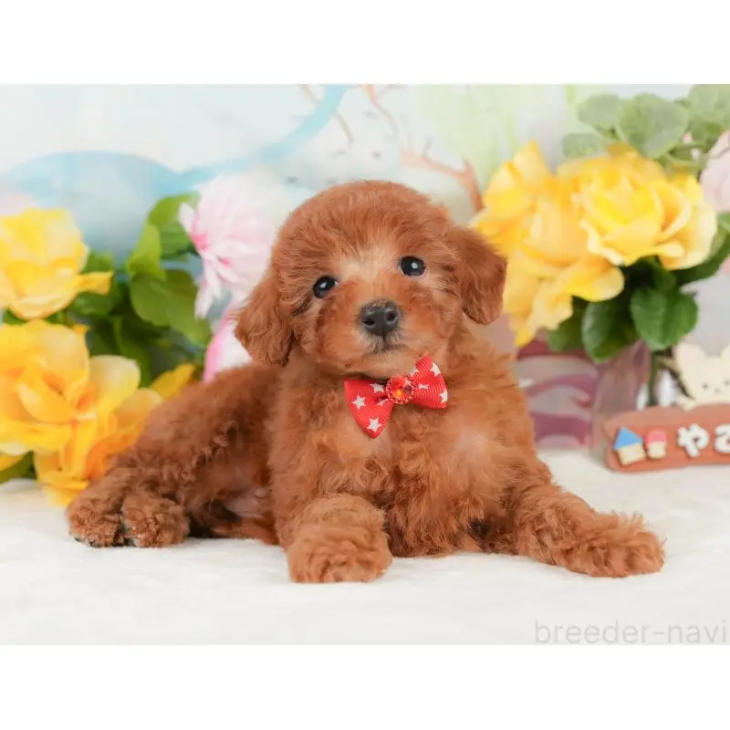 販売中の静岡県のトイプードル-452502の8枚目