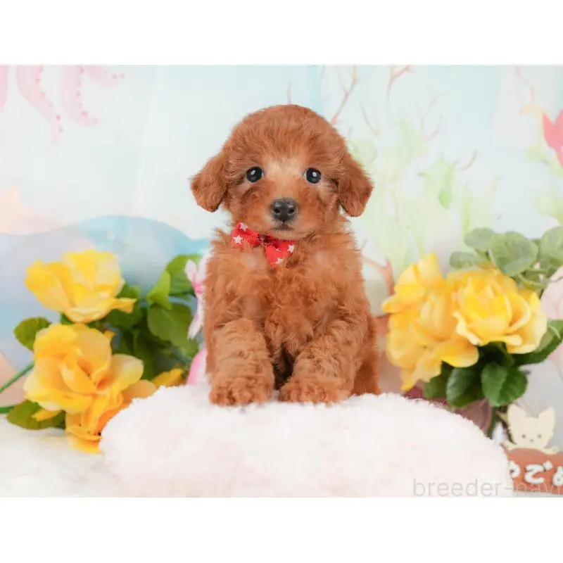 販売中の静岡県のトイプードル-452502の7枚目