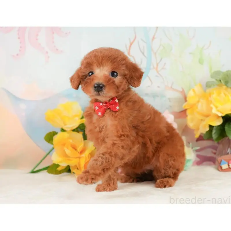 販売中の静岡県のトイプードル-452502の6枚目