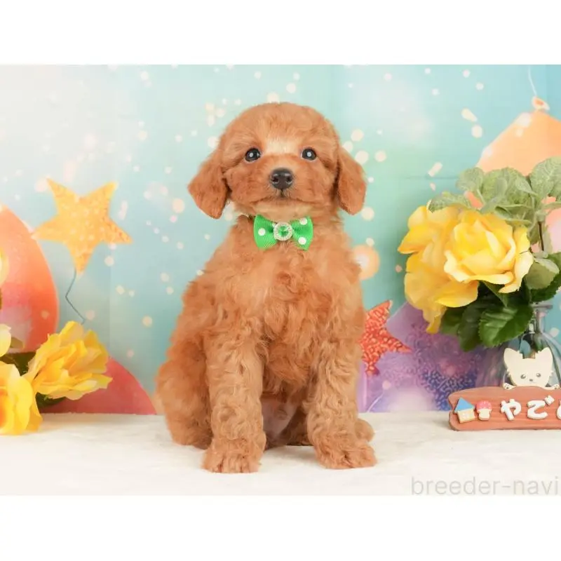 販売中の静岡県のトイプードル-452505の11枚目