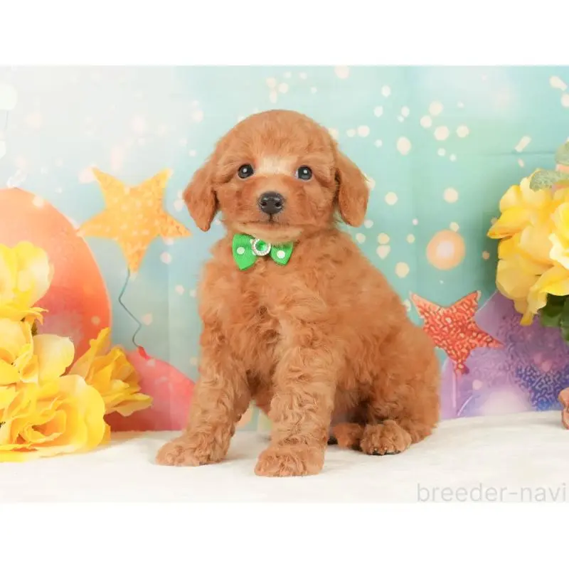 販売中の静岡県のトイプードル-452505の10枚目