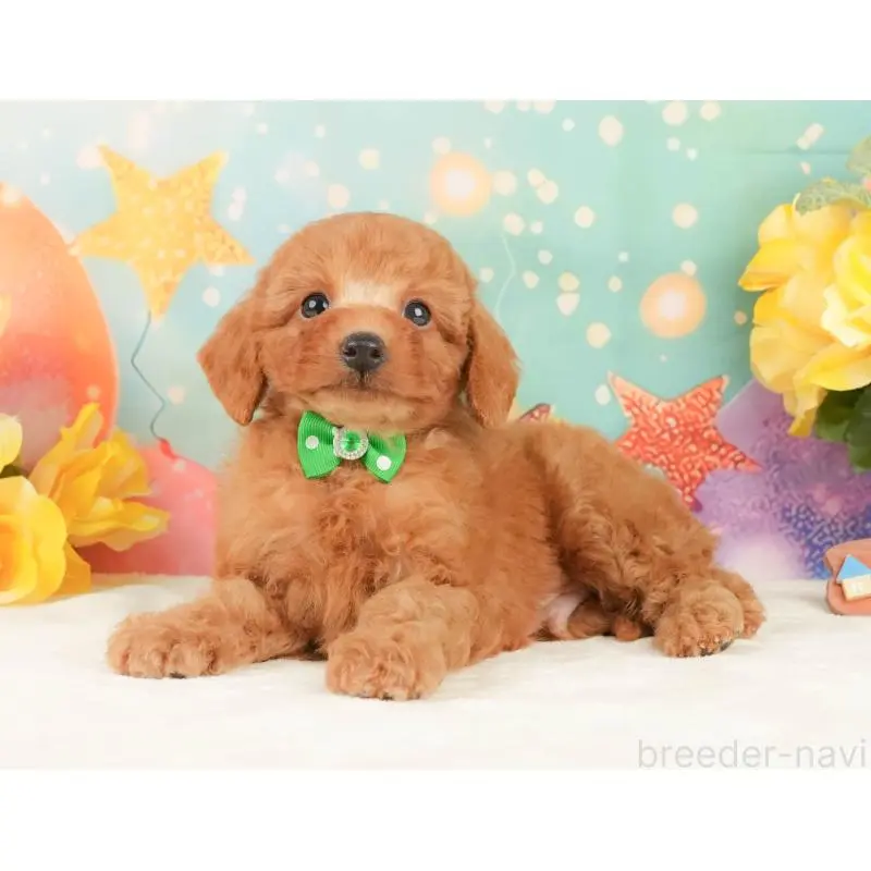 販売中の静岡県のトイプードル-452505の9枚目