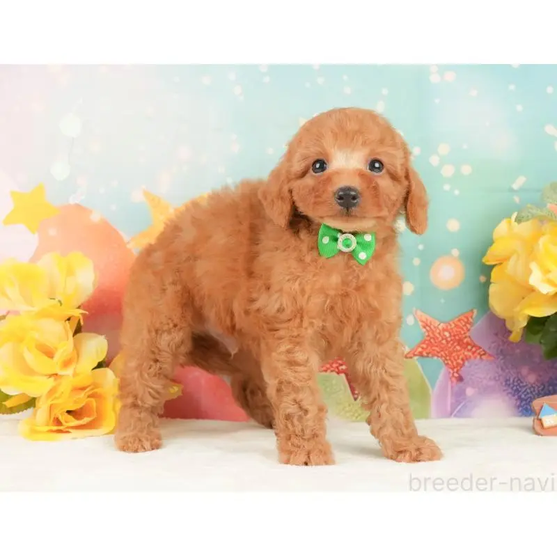 販売中の静岡県のトイプードル-452505の8枚目