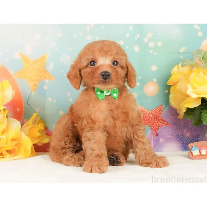 販売中の静岡県のトイプードル-452505の7枚目